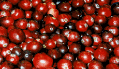 Cranberries